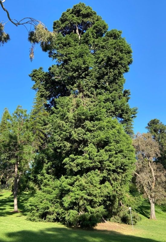Mexican Cypress (Cupressus lusitanica)