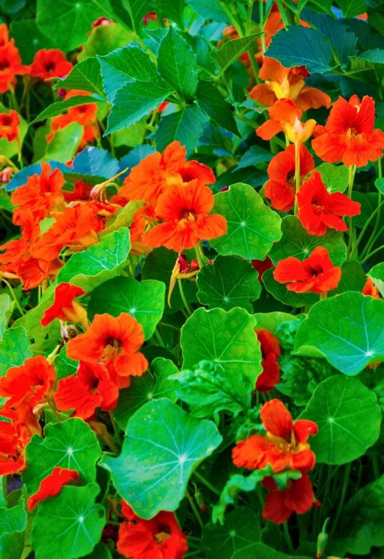 Nasturtium (Tropaeolum majus)