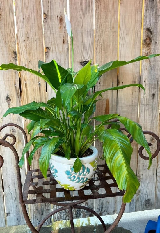 Natural Leaf Death in Peace lily