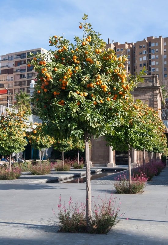 Orange Tree (Citrus x sinensis)