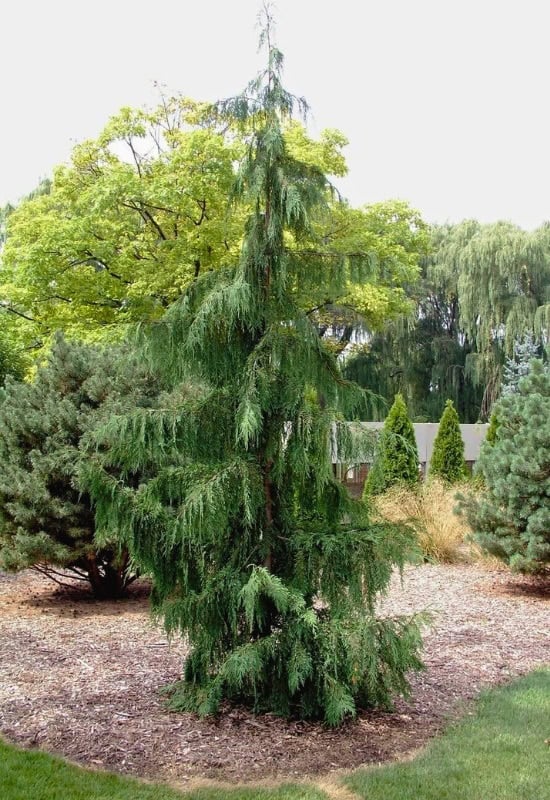 Pendula’ Nootka Cypress (Cupressus nutkatensis ‘Pendula’)