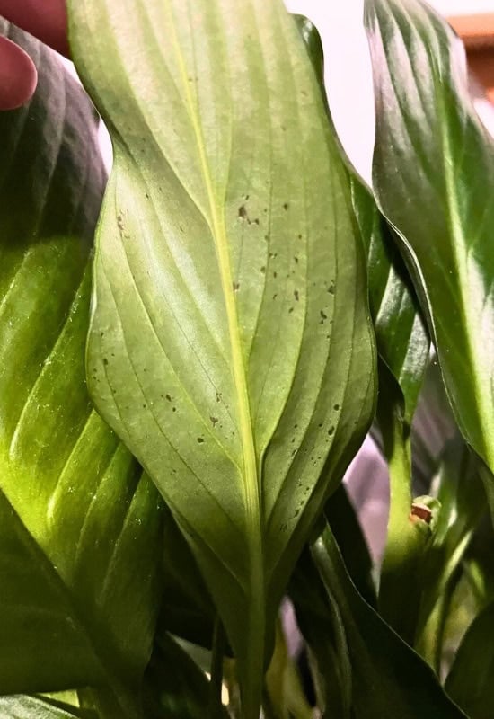Pests ON Peace Lily