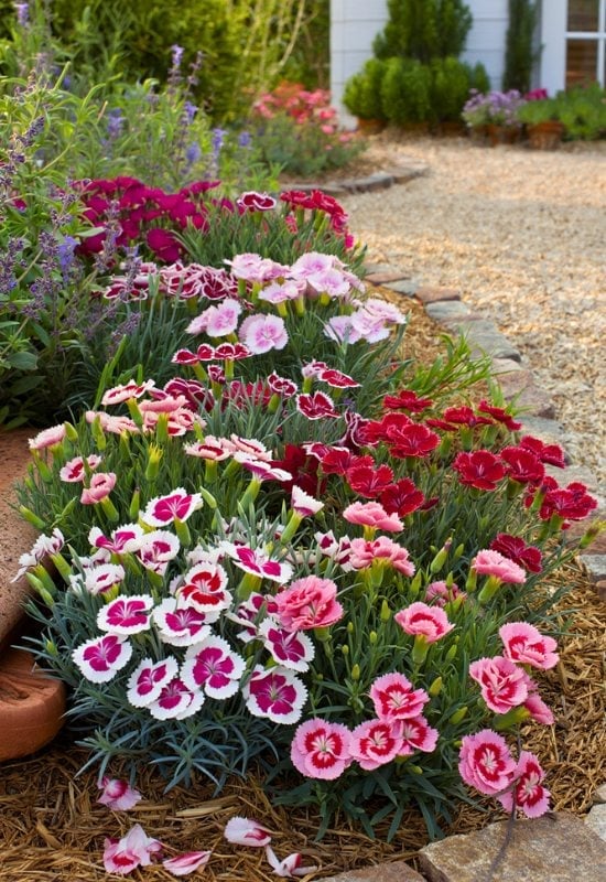 Pinks and Carnations (Dianthus spp.)