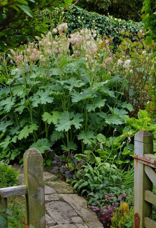 Plume Poppy (Macleaya cordata)