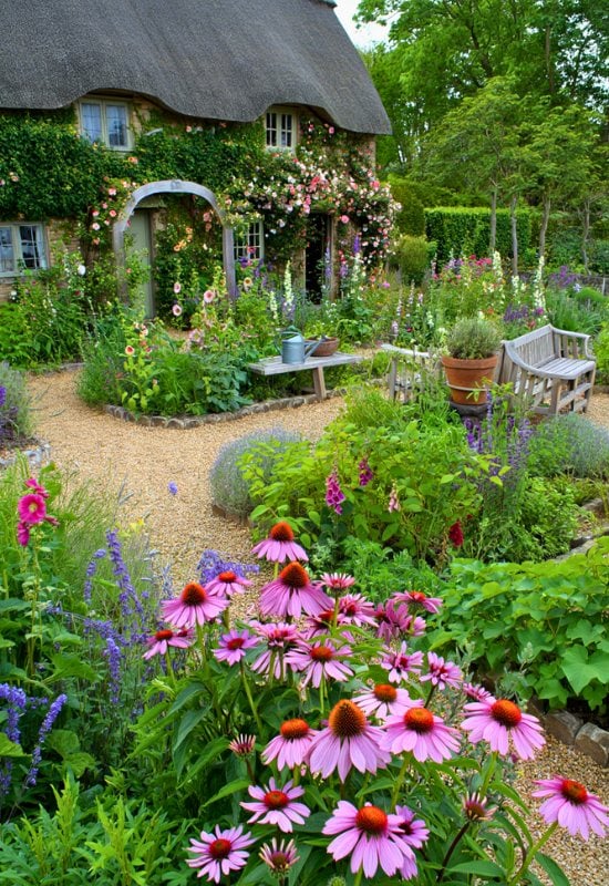 Purple Coneflower (Echinacea purpurea)