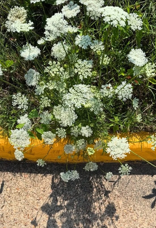 Queen Ann’s Lace (Daucus carota)