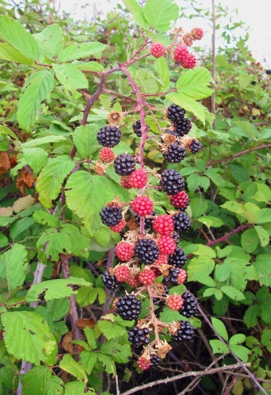 Raspberry (Rubus idaeus)