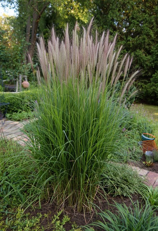 Ravenna Grass (Saccharum ravennae)