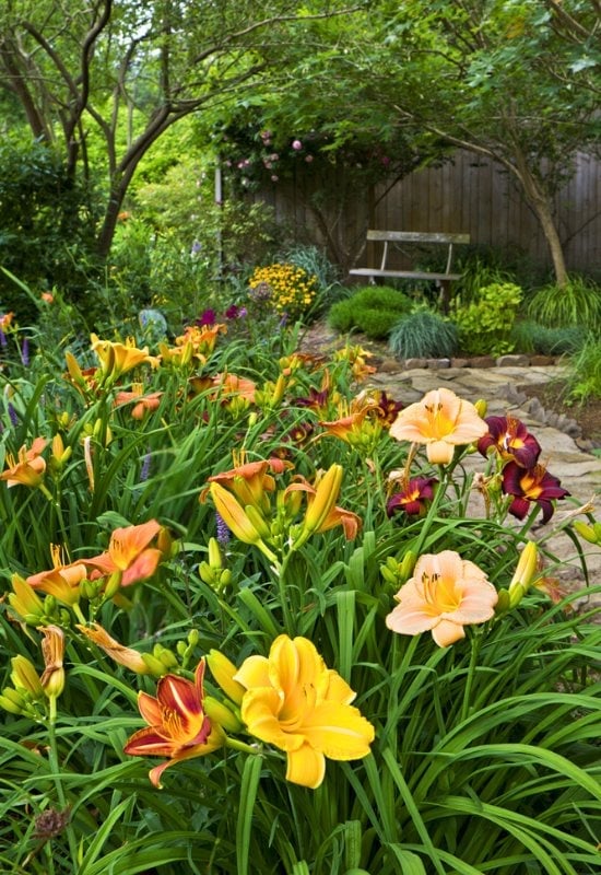 Reblooming Daylilies (Hemerocallis spp.)