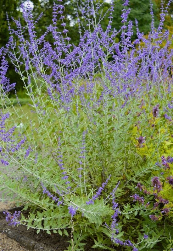 Russian Sage (Perovskia atriplicifolia)