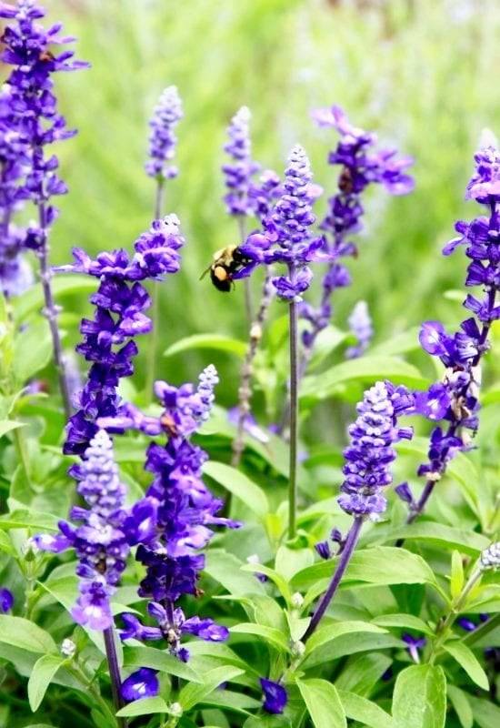 Sage (Salvia officinalis)