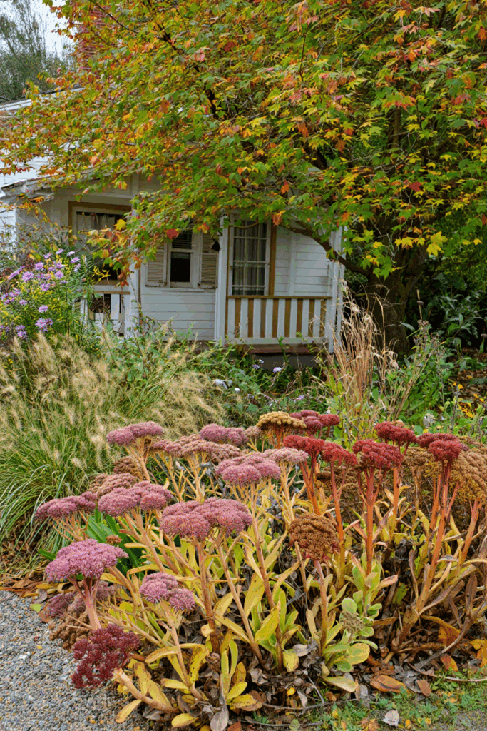 15 Flowers You Shouldn’t Deadhead—Here’s Why It’s Better to Let Them Go to Seed 11