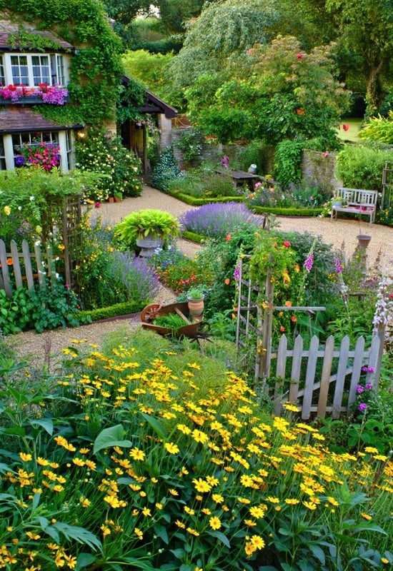 False Sunflower (Heliopsis helianthoides)