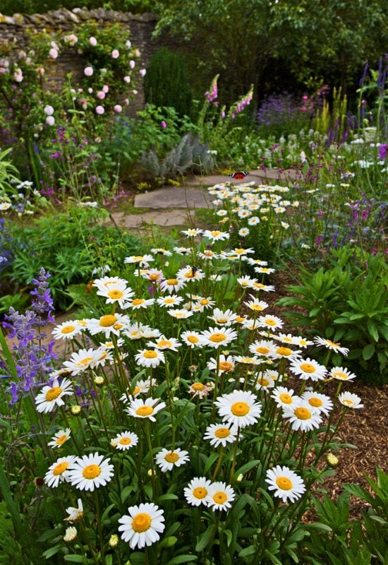 Shasta Daisy (Leucanthemum × superbum)