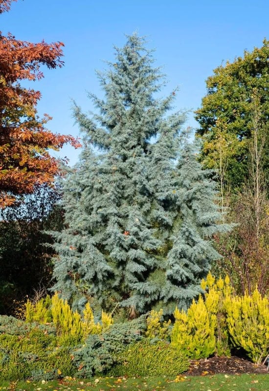 Smooth Arizona Cypress (Cupressus arizonica var. glabra ‘Blue Ice’)