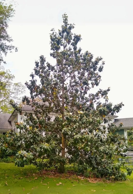 Southern Magnolia (Magnolia grandiflora)