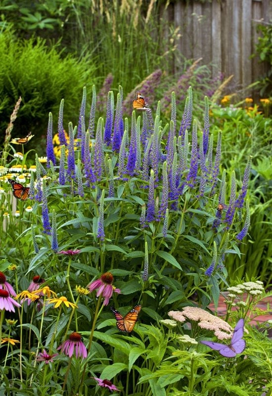 Spiked Speedwell (Veronica spicata)