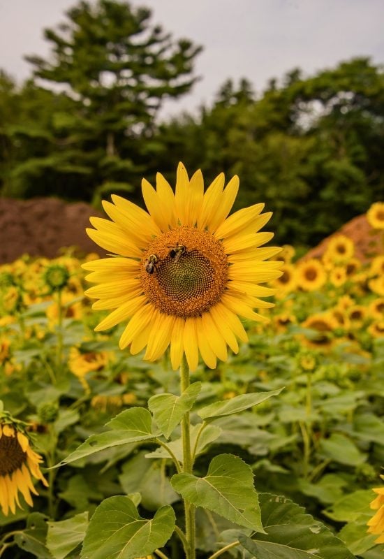 Sunflower (Helianthus annuus)