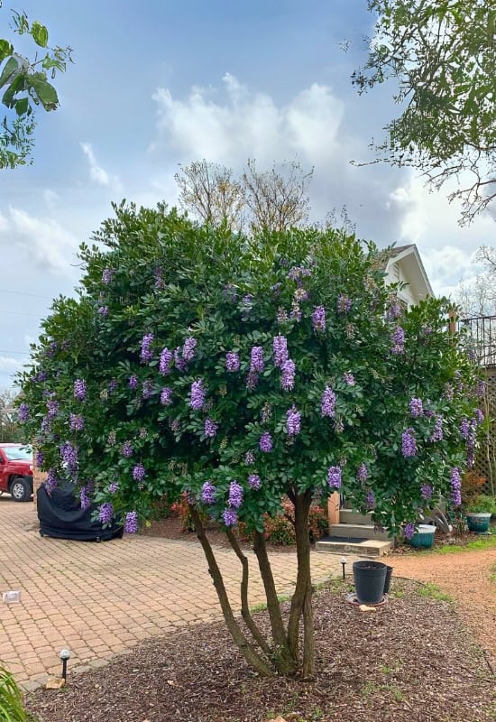 Texas Mountain Laurel (Sophora secudifolia)