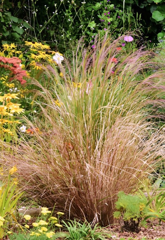12 Great Combinations with Ornamental Grasses 5 The Autumnal Plant Group for Your Shady Garden