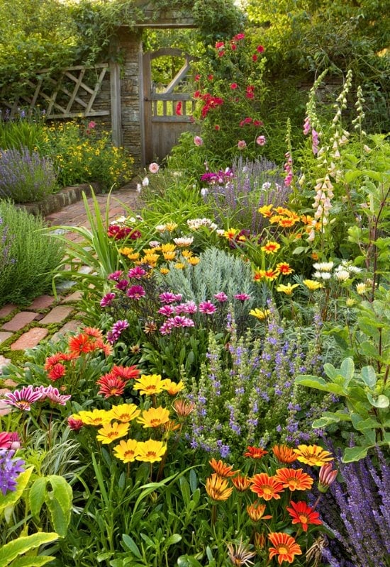 Treasure Flower, or Gazania (Gazania rigens)