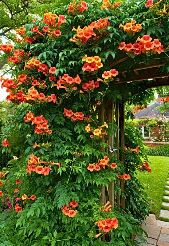 12 Native Climbers That Attract Butterflies Without Overrunning Your Garden 9 A hyper-realistic summer garden scene featuring a vigorous Trumpet Creeper (Campsis radicans) vine climbing robustly along a rustic wooden arbor or an old brick garden wall. The lush wall of bright green pinnate leaves forms a dense, finely textured background that showcases the plant’s vigorous growth habit.
Emerging from the foliage are abundant 3-inch long trumpet-shaped blooms, their flared mouths glowing in vibrant orange-red hues with a velvety sheen. The flowers are arranged in loose clusters, catching golden sunlight. A few blooms appear in yellow, representing a modern cultivar.
Perched on or hovering near the blossoms are pollinators: a Tiger Swallowtail butterfly (Papilio glaucus) with its wings wide open on a lower flower, and a ruby-throated hummingbird mid-hover near a trumpet bloom, its wings frozen in motion, beak inside the flower. Their presence gives a dynamic, lively energy to the scene.
The background includes soft shadows from nearby trees, enhancing depth and a naturalistic composition. The sturdy vine stems are visible weaving along the support structure, hinting at the plant's robust and woody base, with light bark texture showing. A few spent blooms and seed pods hint at the plant’s long flowering season from June through September.
The overall aesthetic is warm and immersive — ideal for a pollinator-friendly cottage garden or a native plant wildlife corner. The scene balances botanical accuracy with artistic vibrancy, and the atmosphere evokes the peak of summer pollinator activity.