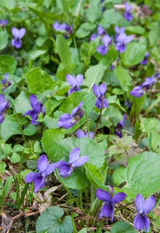 Violet (Viola odorata)