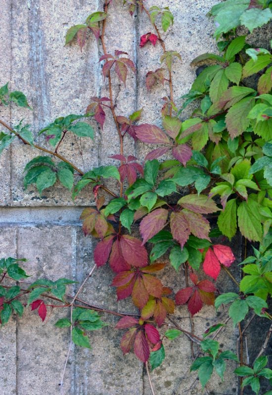 12 Native Climbers That Attract Butterflies Without Overrunning Your Garden 8 Virginia Creeper (Parthenocissus quinquefolia)