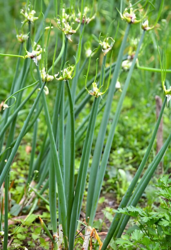 Walking Onions (Allium cepa var. proliferum)
