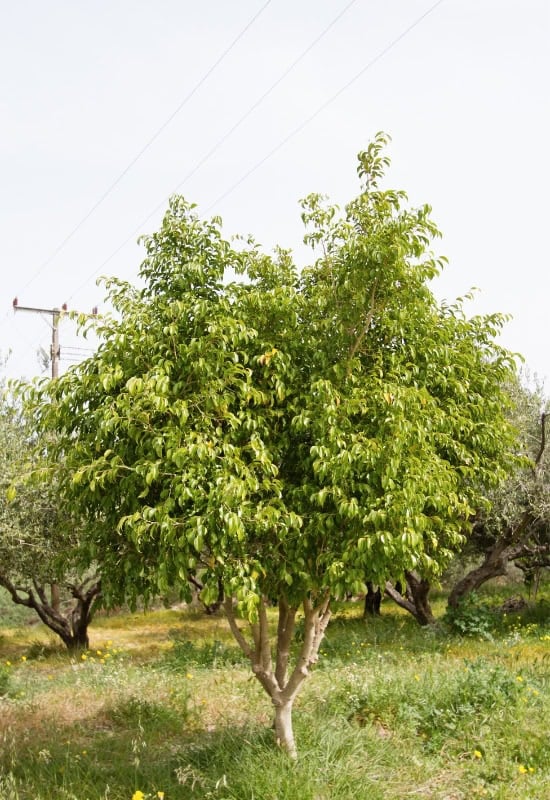 Weeping Fig (Ficus benjamina)