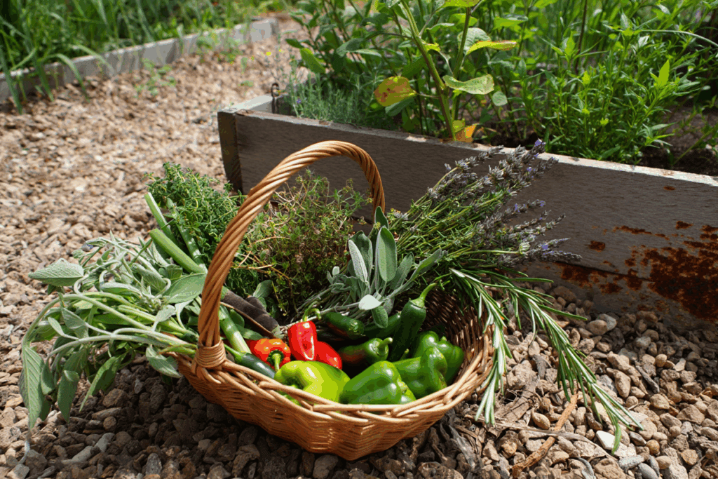 3 Clues Your Peppers Are Ready to Harvest (It’s Not Just Color!) 7