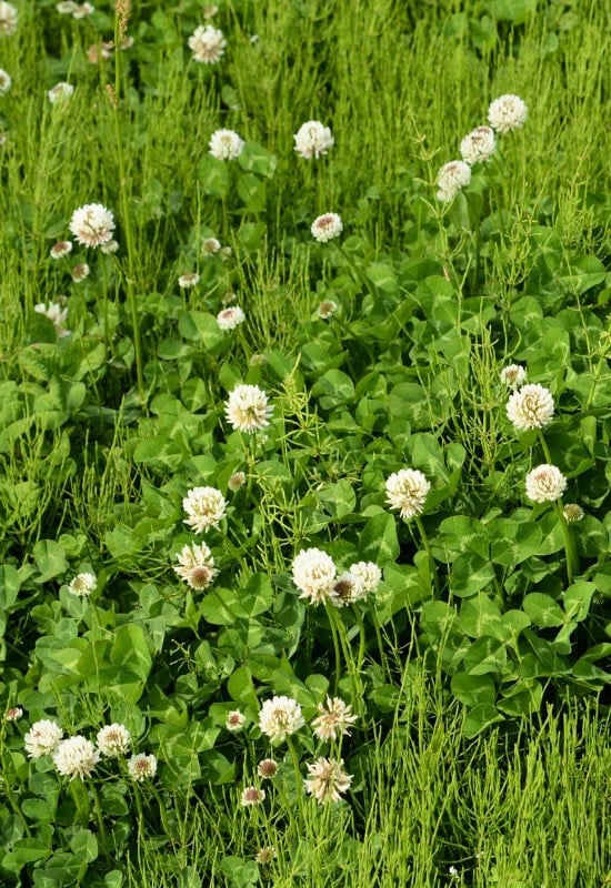 White Clover (Trifolium repens)