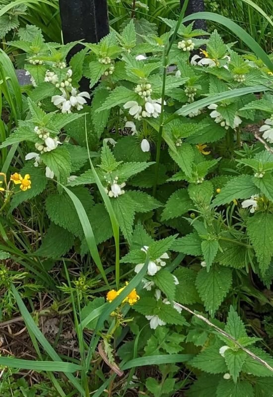White Dead Nettle (Lamium album)