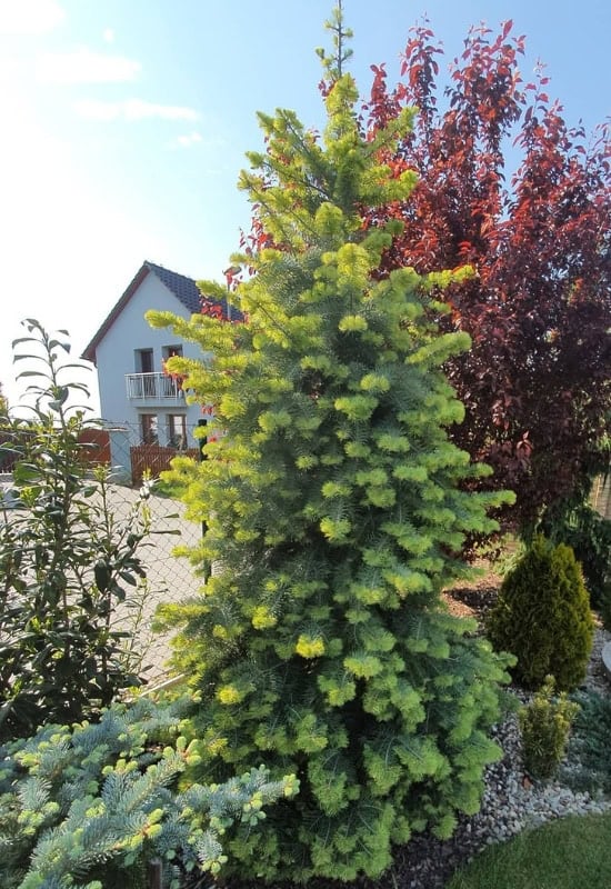 White Fir (Abies concolor)