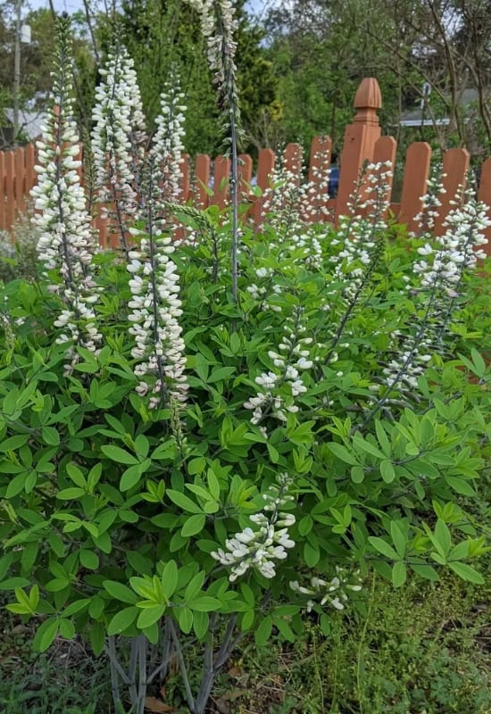 White Wild Indigo (Baptista alba)