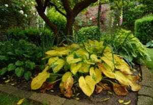 Why are my Hosta Leaves Turning Yellow? Symptoms and Solutions