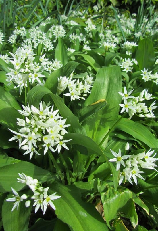 Wild Garlic (Allium ursinum)