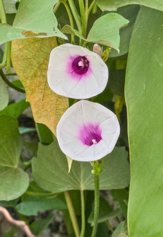 12 Native Climbers That Attract Butterflies Without Overrunning Your Garden 10 Wild Potato Vine (Ipomoea pandurata)