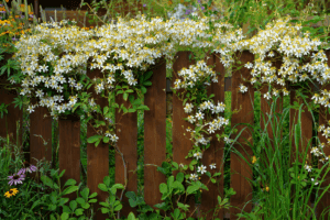 12 Native Climbers That Attract Butterflies Without Overrunning Your Garden 2