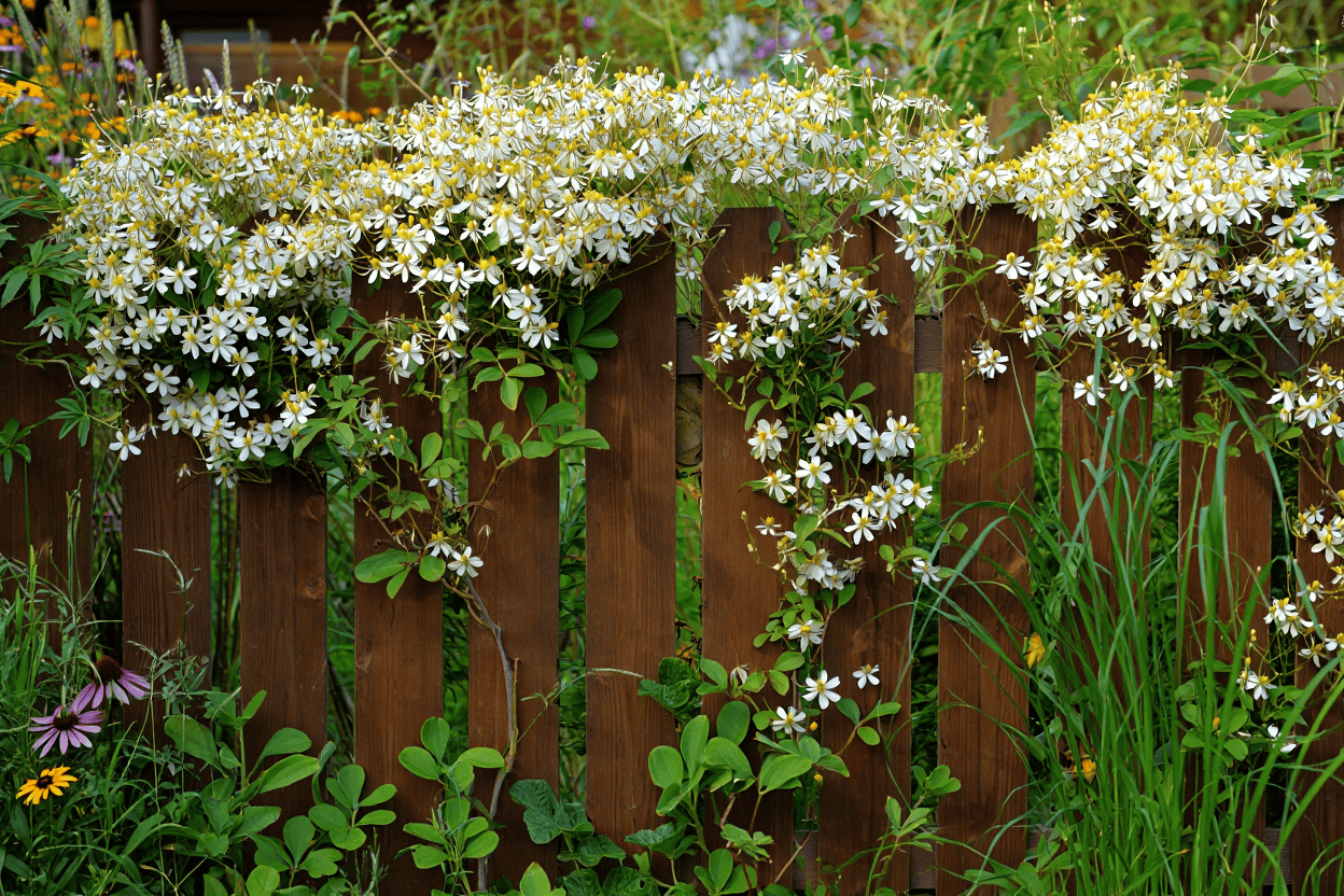12 Native Climbers That Attract Butterflies Without Overrunning Your Garden 1 12 Native Climbers That Attract Butterflies Without Overrunning Your Garden 1
