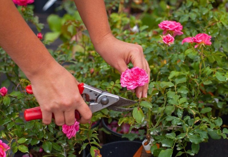 gardener man pruning tea rose shears. selective focus. nature.