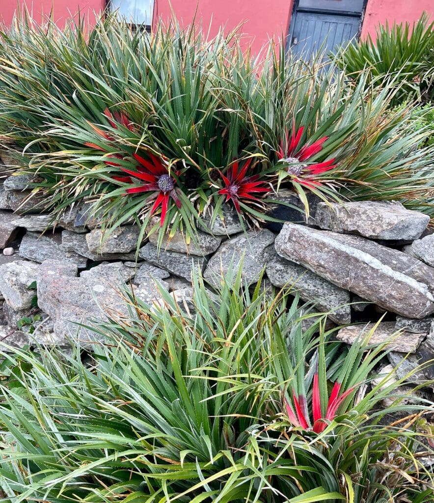 15 Perennials to Plant in September That Keep the Color Going Year on Year 14