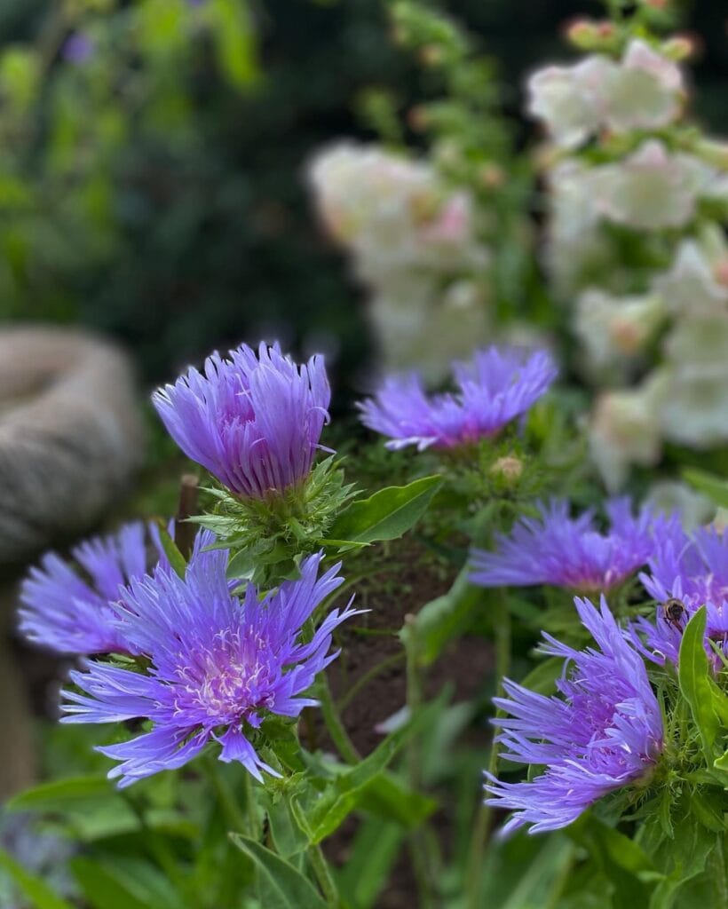 15 Perennials to Plant in September That Keep the Color Going Year on Year 11