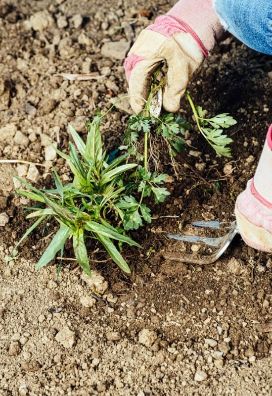 Woman removing weeds from her garden 
