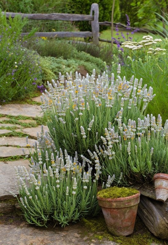 ‘Alba Nana’ English Lavender (Lavandula angustifolia ‘Alba Nana’)