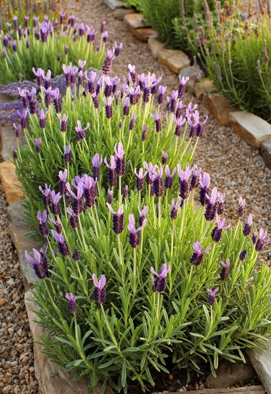 ‘Anouk’ Butterfly Lavender (Lavandula stoechas ‘Anouk’)