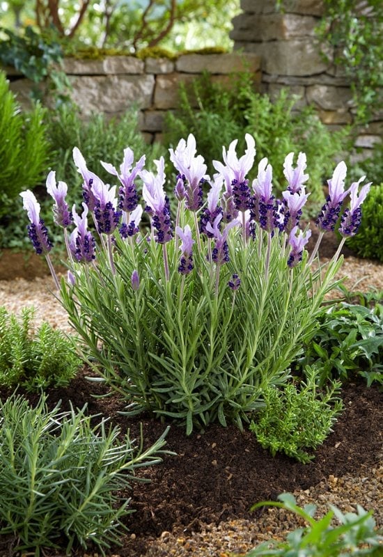 ‘Anouk White’ Butterfly Lavender (Lavandula stoechas ‘Anouk White’)