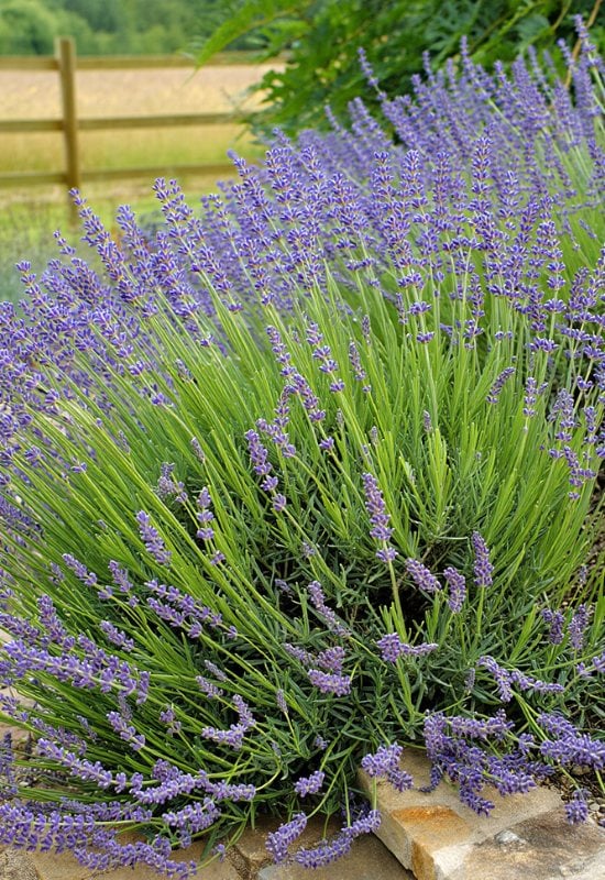 ‘Grosso’ Lavandin (Lavandula x intermedia ‘Grosso’)