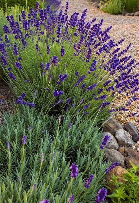 ‘Hidcote Blue’ English Lavender (Lavandula angustifolia ‘Hidcote Blue’)