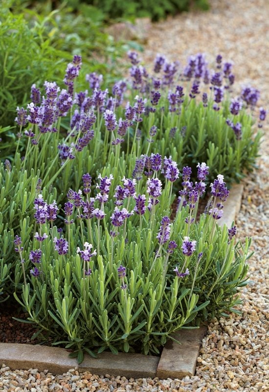 ‘Lavenite Petite’ English Lavender (Lavandula angustifolia ‘Lavenite Petite’)
